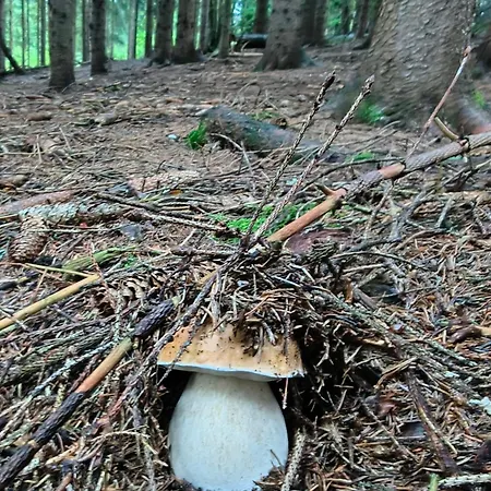 Apartmán S Výhledem Do Krajiny Jestřabí V Krkonoších Jestrabi V Krkonosich
